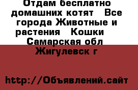 Отдам бесплатно домашних котят - Все города Животные и растения » Кошки   . Самарская обл.,Жигулевск г.